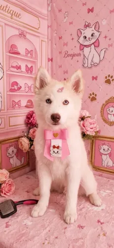 Husky siberiano fêmea