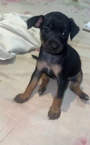 Filhote de Pinscher macho 600,00