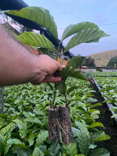 Mudas de café conilon 