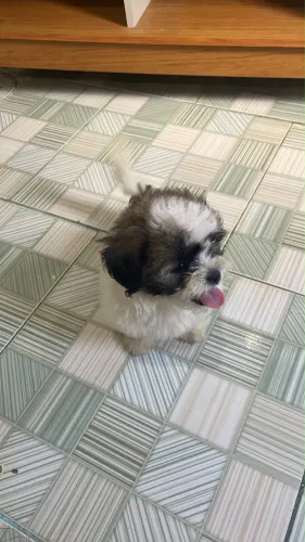 Cachorro shih tzu