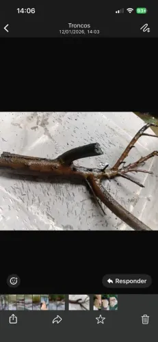 Troncos pra aquário