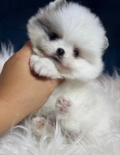 Lulu da pomerania anao macho miudinho