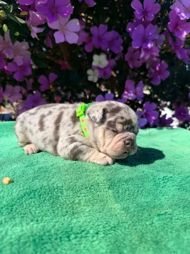 Bulldogue francês 