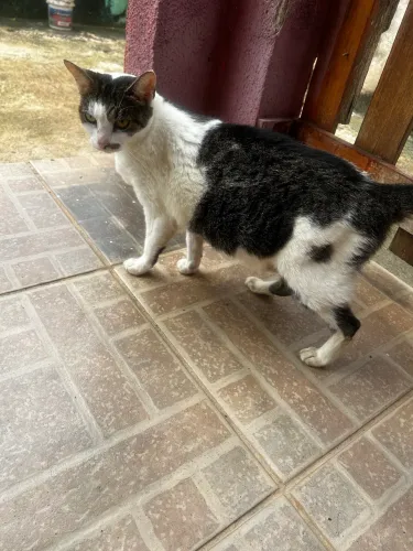Gata fêmea castrada