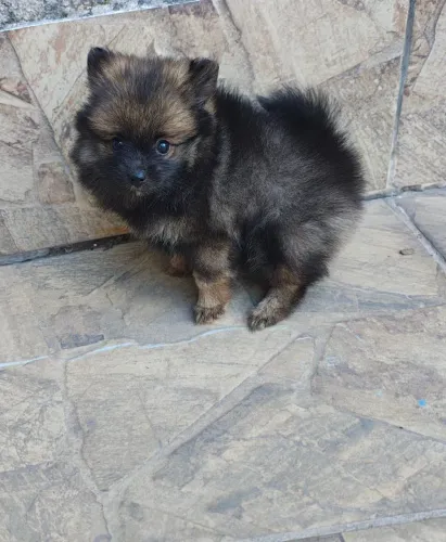 Spitz Alemão Lulu da Pomerânia filhotes