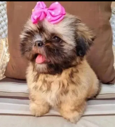 Shih tzu mini fêmea