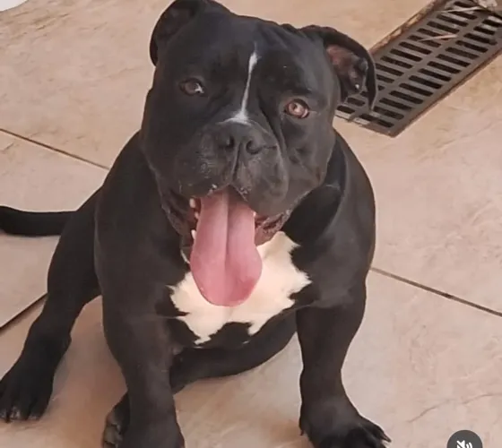 Cachorro American bully