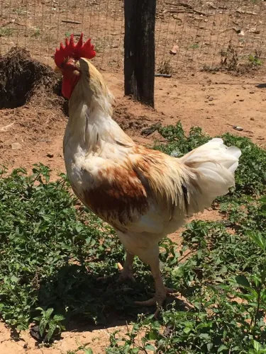 Vendo GALO