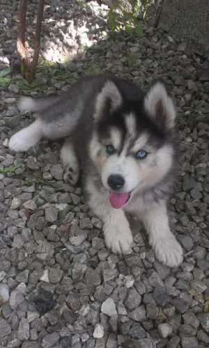 Husky siberiano Uma fofura que chama sem precisar pedir atenção