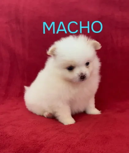 Spitz Alemão Lulu da Pomerânia