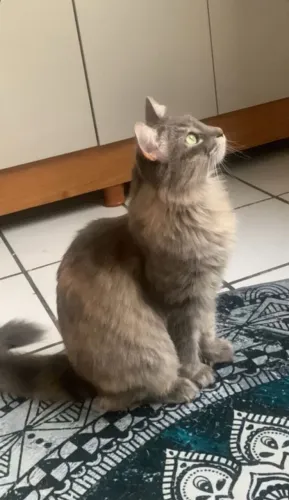Gata fêmea- hope