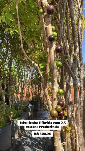 Muda de Jabuticaba Híbrida Produzindo 