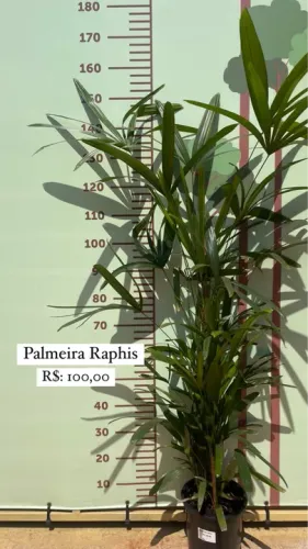 Muda de Palmeira Rafis