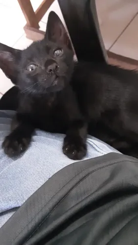 Gatinha fêmea filhote para adoção