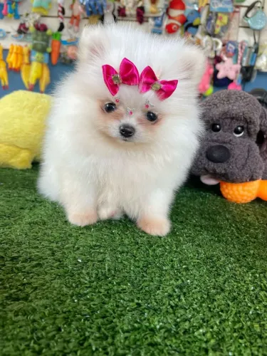 Filhote de Pomeranian fêmea