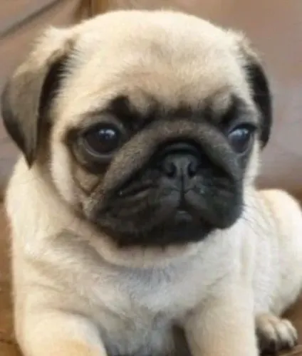 Filhotes de pug gordinhos para animar seus dias e anos 