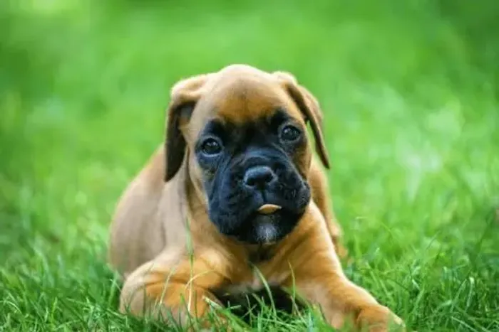 Boxer especialista em dar carinho