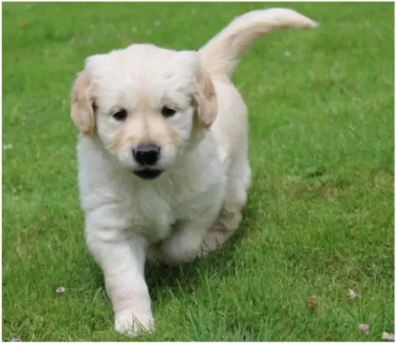 Golden Retriever- Imunização Premium: Vacinas Importadas Inclusas