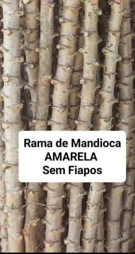 MANDIOCA AMARELA ( RAMA PARA PLANTAR EM TOLETES)EM