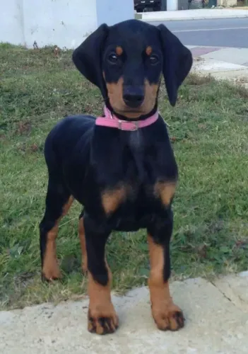 Conheça a imponência e a lealdade do Doberman