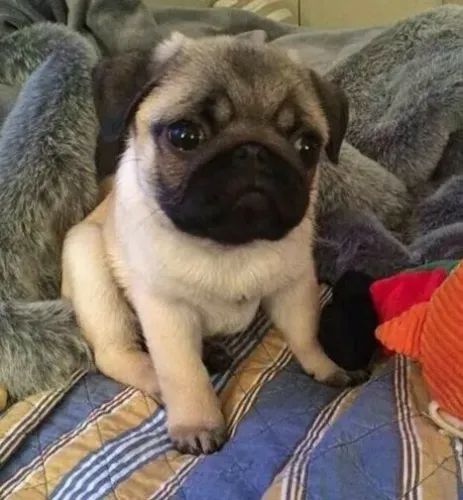 Filhote de Pug adorável disponível para seu lar