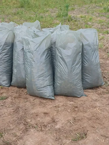 Silagem de milho de qualidade