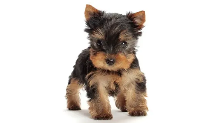 Linda fêmea micro de Yorkshire com 55 dias vacinada e com pedigree garantias de saúde