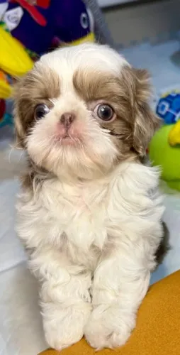 Filhotes de Shih Tzu | Filhotes fortes e saudáveis!