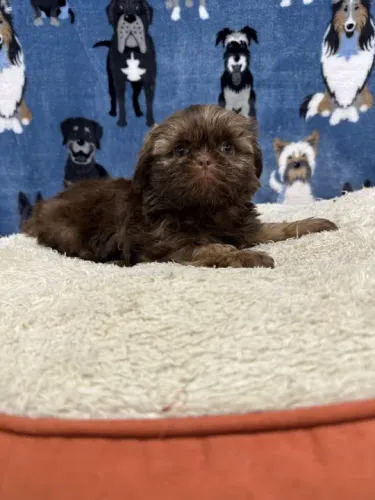 Shih tzu  cores lindas, linda pelagem, bem pequnos