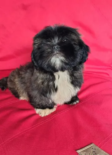 Lindo machinho de Lhasa Apso bem pequeno disponível para venda