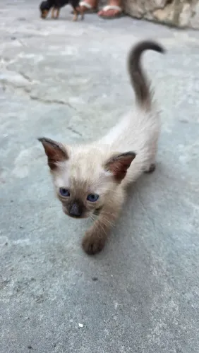 Doação de gatos