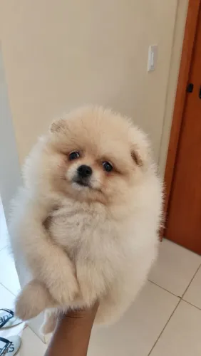 Spitz alemão 