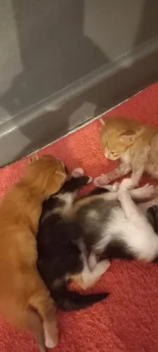 Doação de filhotinhos de gato resgatados