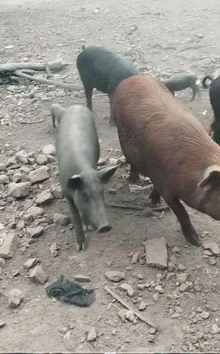 Porcos pesado vivo a venda criado preso