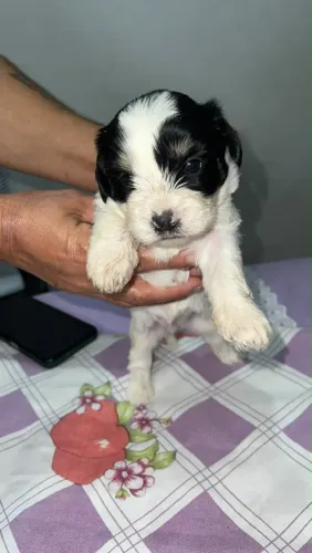Filhote de Shitszu com poodle