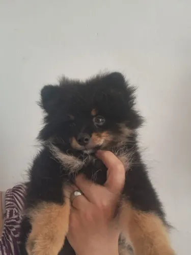 Lulu fêmea 
