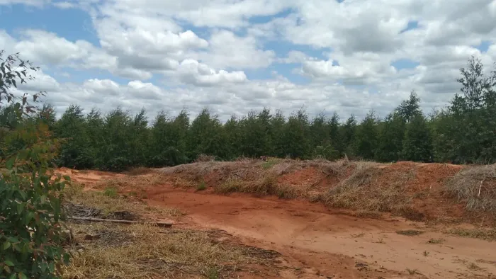 Fazenda  eucalipto 