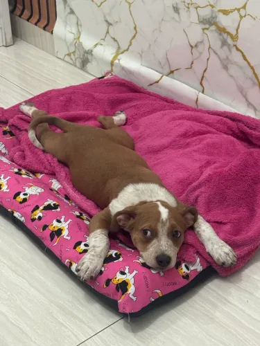 Filhote de American bully 