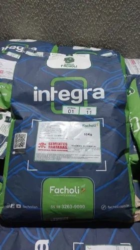 Semente de Massai 10kg Revestida Facholli (Nova)
