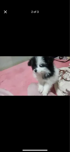 Lulu spitz