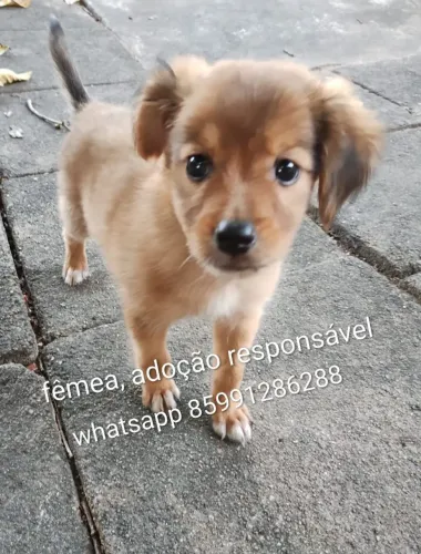 Cadelinha linda pra adoção responsável