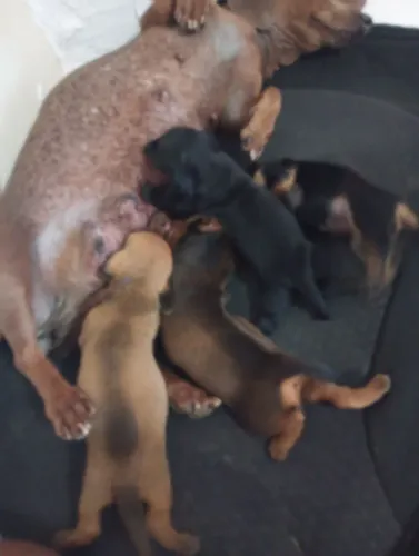 Filhotes de Dachshund ou Basset ou salsicha