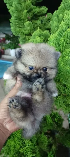 Promoção de lulu da pomerania micrissimos disponiveis