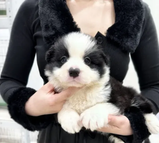 Cãozinho Border Collie docil e saudavel pronto para entrega imediata