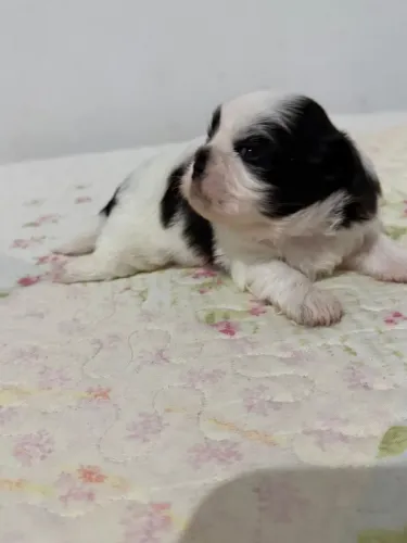 Filhotes de Shihtzu