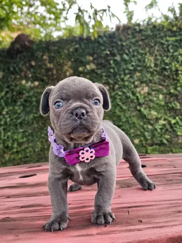 Linda fêmea Bulldog Francês Blue