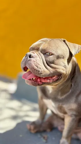 Vendo American Bully 