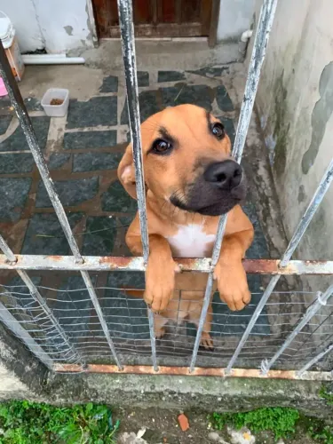 Doação Amora preciso de um lar urgente
