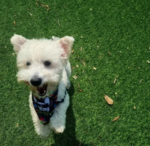 Poodle Toy Procura-se namorada