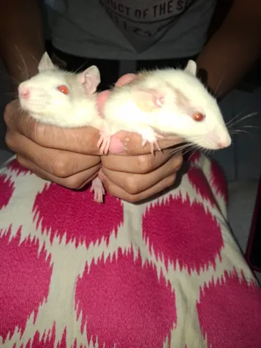 RATINHAS Twister Fêmea